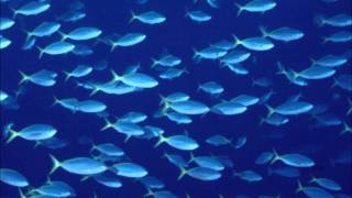 Fishin&#39; Blues - Taj Mahal