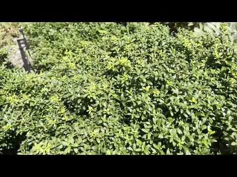 Gold Medal Minute Soft Touch Holly