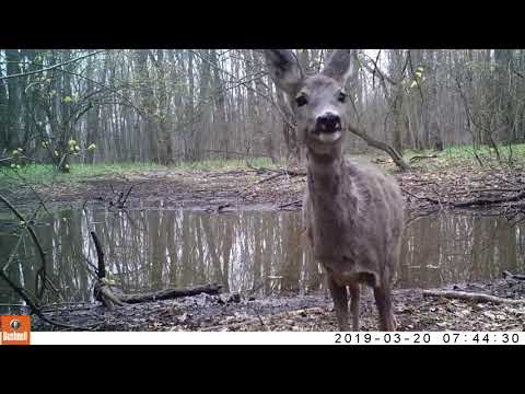 Căprioară curioasă într-o pădure din Parcul Național Munții Măcinului din cadrul Romsilva