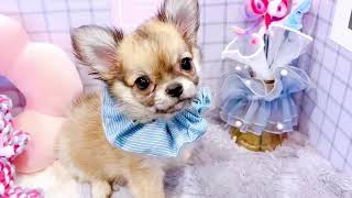 チワワ(ロング)の動画01