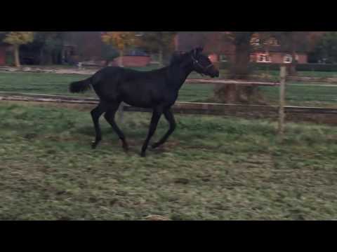 Prämiertes Hengstfohlen von Follow Me