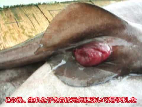 サガミザメの出産（DeepSea Channel）