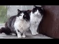 Tuxedo Cats Company In Early Morning