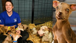 Meet our Ice Cream Crew! Four puppies and Mom rescued from cruelty. by The Humane Society of the United States