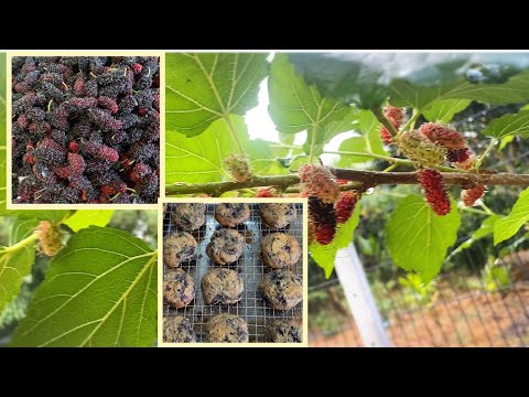 คุกกี้ลูกหม่อน มัลเบอรี่