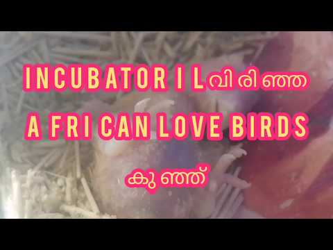 African love bird (Agapornis) Egg Hatching