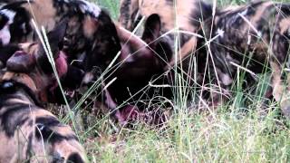preview picture of video 'safari wild dog South Africa'