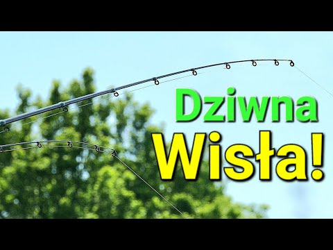 Zakręcona Wisła! Method Feeder i Klasyczny feeder, wędkarstwo na rzece