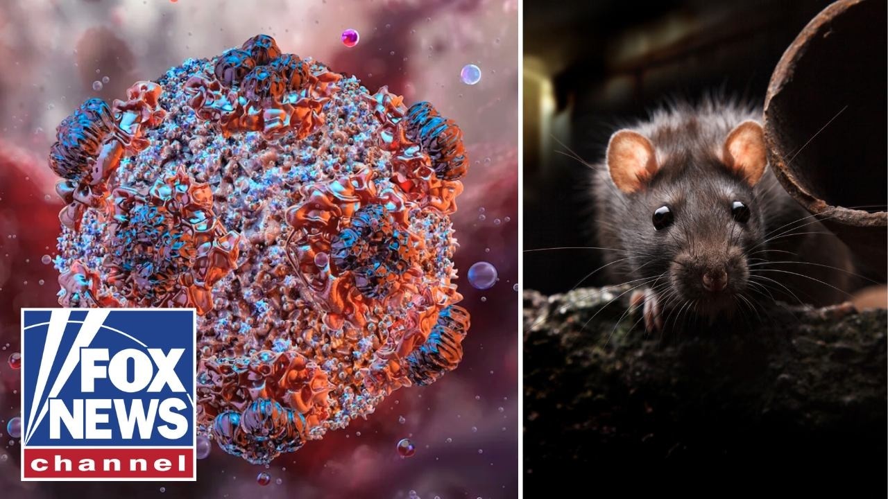 'THIS IS NOT COVID': True risk of hantavirus explained