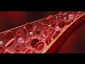 Anatomy and Physiology of Blood / Anatomy and Physiology Video
