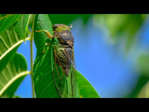 Cicadas | Animal Sounds | Deep asleep | White Noise | Relaxing Sounds (1hour)
