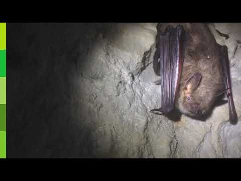 Fladdermöss i Jordbodalen