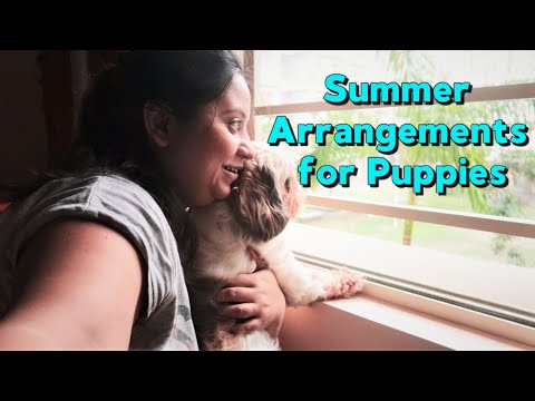 Trying to keep my puppies comfortable in summer | Summer arrangements for puppies Video