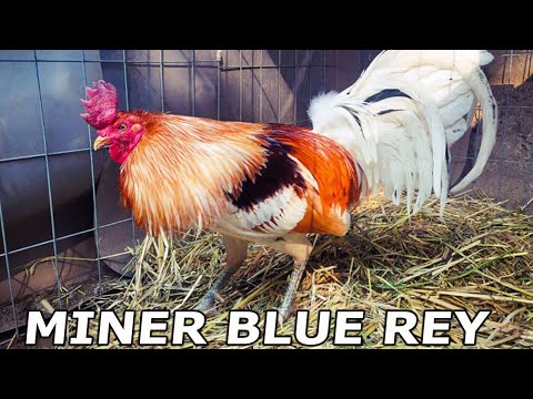 Beautiful Miner Blue Black Rey Giros Grey Clement Kelso Cardenal Criadero 2 Reyes Estado de Mexico