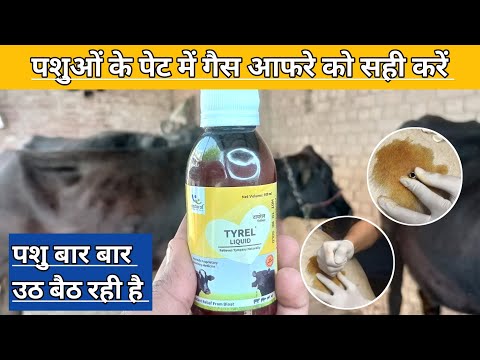 Use Veterinary TYREL LIQUID || पशु के पेट में गैस आफरे को सही करें || पशु का बार बार उठ बैठ रही है