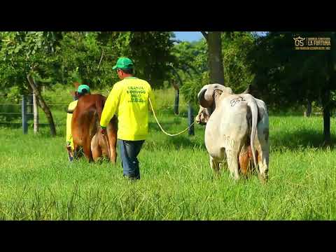 Vacas Gyr Donadoras de Hacienda La Fortuna / Tolú, Sucre, Colombia.