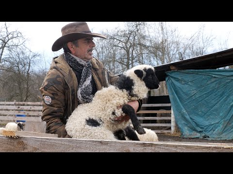 Oglasima tražio ženu za život - nitko neće na selo musti ovce