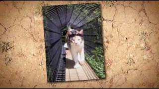 Outdoor Cat Enclosure - Safe Cat