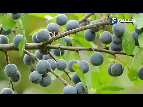 Kulumbria, vlerat e frutit të mrekullueshëm