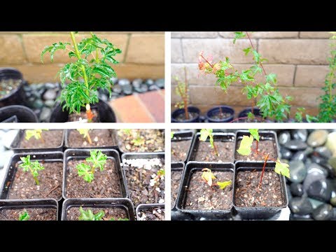 Japanese Maple Cuttings 🌱 Shishigashira & Kiyo Hime [ASMR, June 2019]