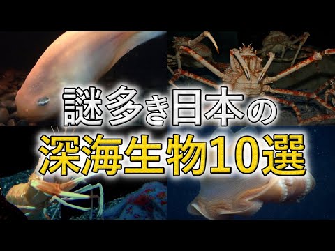 先史時代の生物を発見:研究者が深海で珍しい発見をする