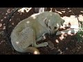 Sütlü 6. Bölüm | Anne Köpeğin Meme Uçlarını Isıran Yavru Köpekler Anneleri Tarafından Cezalandırılır