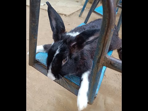 , title : 'Pet Rabbit| සුරතල් හාවා| muyal |sri lanka rabbit farm |Gampola rabbit /HAWO'