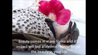 Tenhi - The Glacial Waters - Hallavedet (EP) 1998 / Slideshow thoughts in Garson