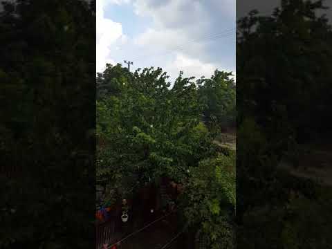 Tahitótfalu viharban