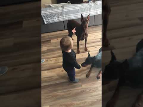 Toddler teach dogs to sit