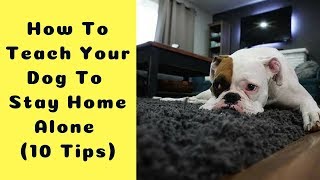 How To Teach Your Dog To Stay Home Alone (10 Tips To Leave Puppy Home Alone)