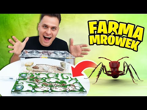 I BOUGHT AN ANT FARM! MEET THEM!