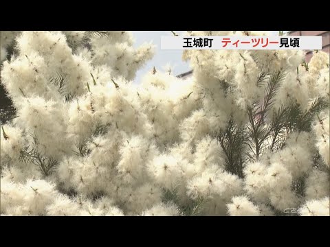 園芸 ティーツリー、お茶、中国椿、ティーツリーツバキ