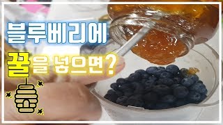 [귀농] 블루베리에 