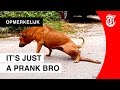 Droevige hond prankt iedereen