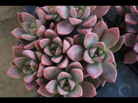 download lagu mp3 mp4 Graptosedum California Sunset Flower, download lagu Graptosedum California Sunset Flower gratis, unduh video klip Graptosedum California Sunset Flower
