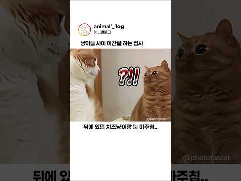 고양이 사이를 이간질 시키면 생기는 일ㅋㅋ #동물 #고양이