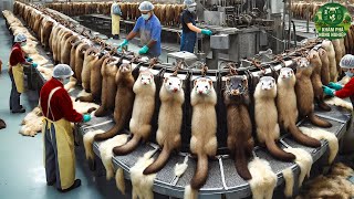 Bí Mật Gây Sốc: Quy Trình Sản Xuất Hàng Triệu Tấn Lông Chồn Và Cà Phê Chồn Khiến Ai Cũng Rùng Mình!