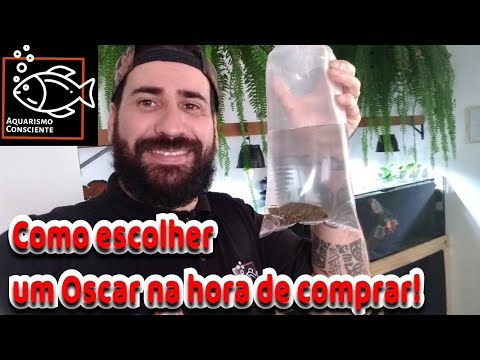 See how to choose an Oscar when buying!