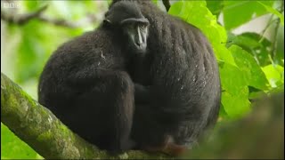 Dead can Dance - Labour of love