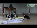 Welsh Corgi Pembroke dogs for sale: Fluffy Tootsie Roll - Video 1