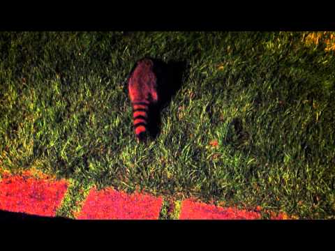 Rubis Qbik's Wild Pet Raccoon "Ned" 60 days into the project! Much Progress!