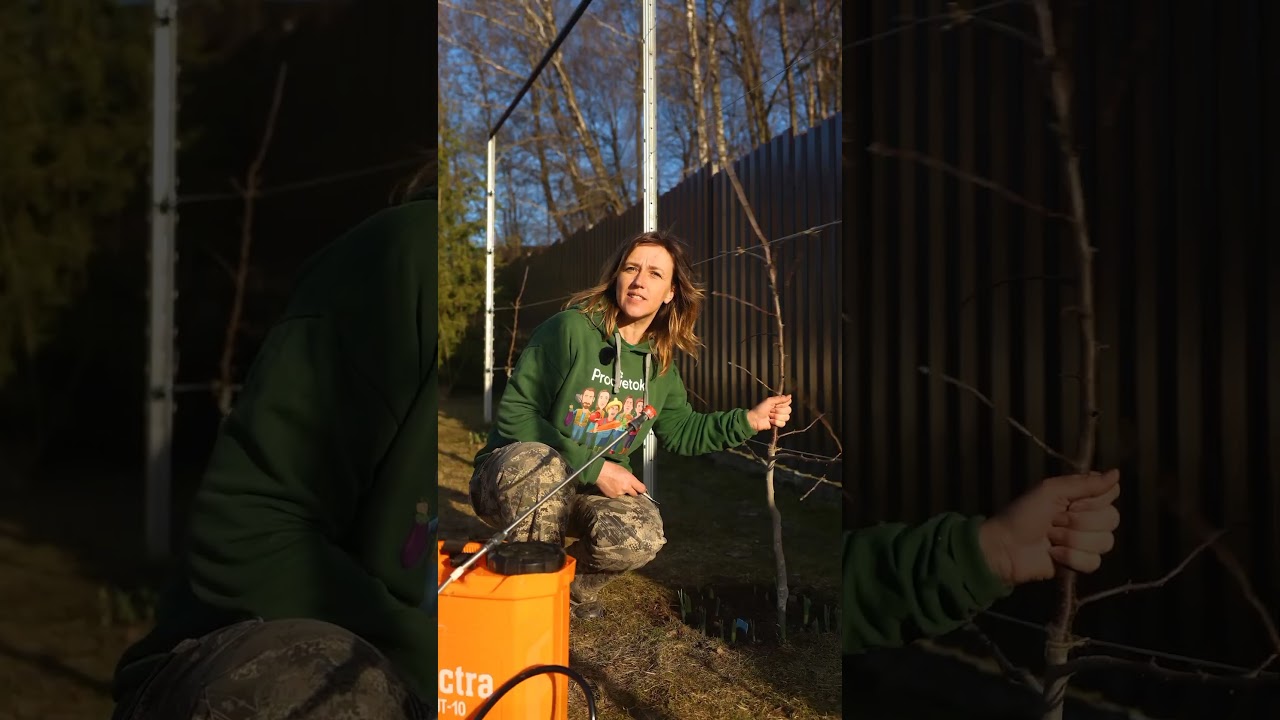 Дайте эту подкормку всему саду весной, особенно плодовым деревьям и винограду! Урожай будет больше и вкуснее