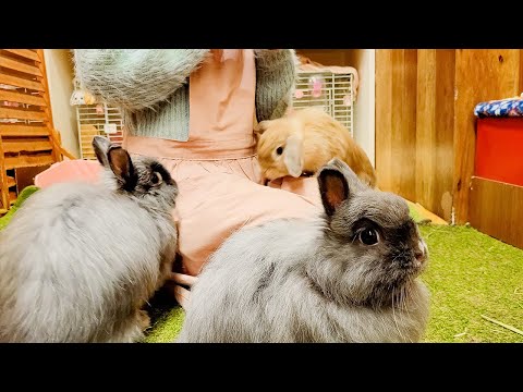 , title : 'Visiting Japan's Cute Rabbit Cafe🐰💓 | Bunny Cafe Moff Rell | ASMR'