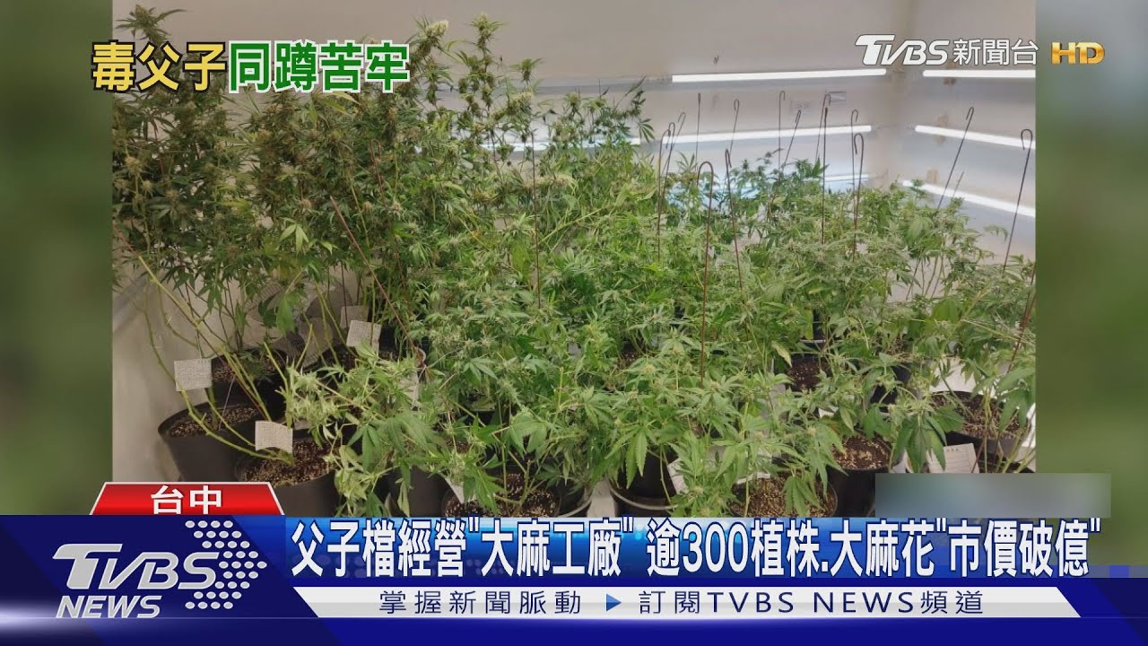 父子檔經營「大麻工廠」 逾300植株、大麻花「市價破億」