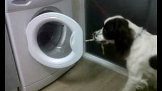 Springer Spaniel cleans house