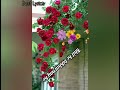 Khilte Hain Gul Yahan Lata Mangeshkar Hit Song Lyrical Status Bestlyrics
