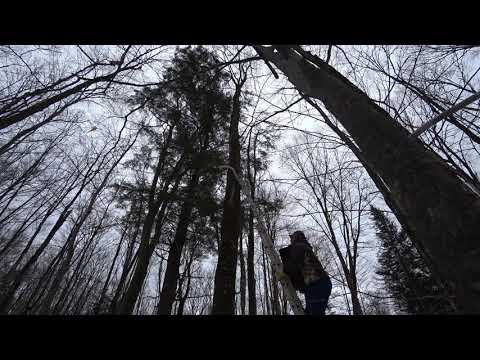 Installing a Barred Owl Nesting Box