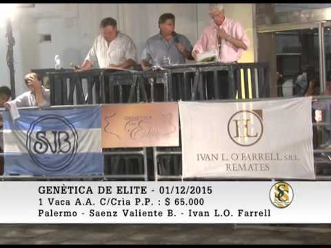 01-12-15 Ventas ( Parte 5 ) - Genetica de Elite - Palermo - Buenos Aires