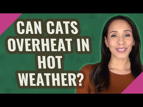 Can cats overheat in hot weather?